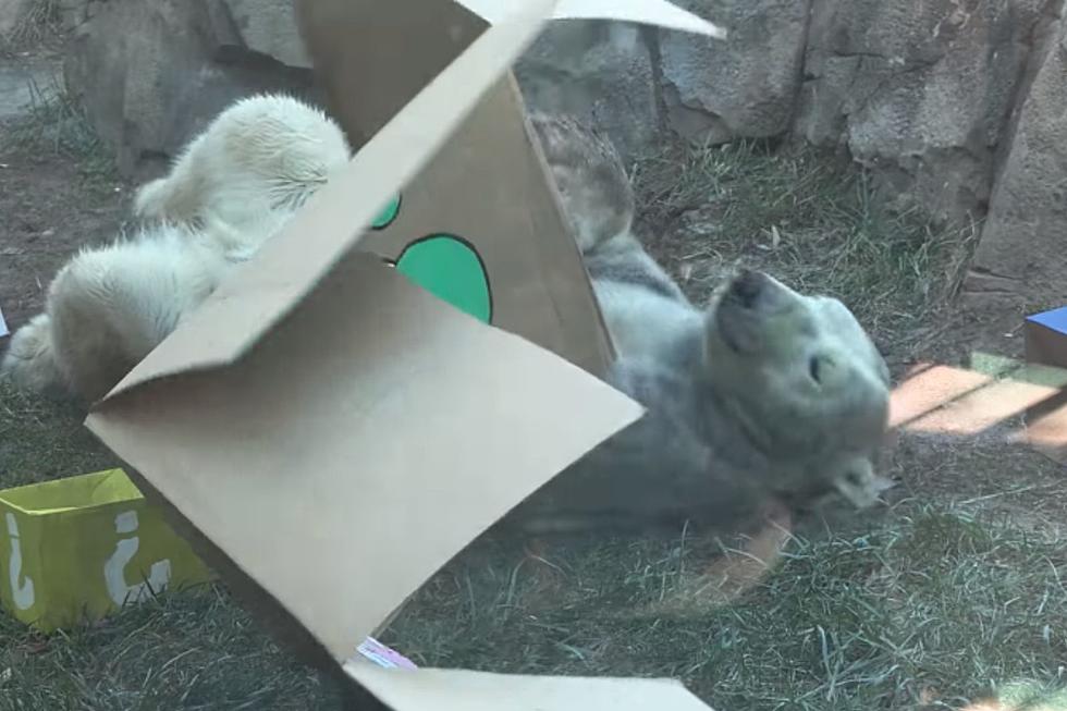 Watch Nuniq Celebrate His Pawesome Birthday at the KC Zoo [Video]