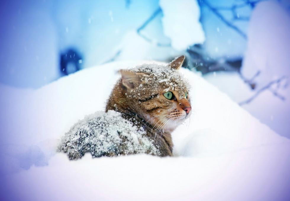 How To Keep Animals Safe This Winter