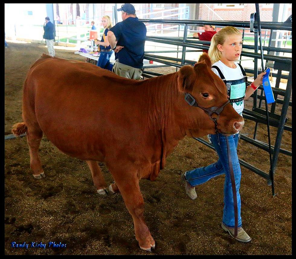 State Fair Youth Exhibitors, Livestock in the Spotlight