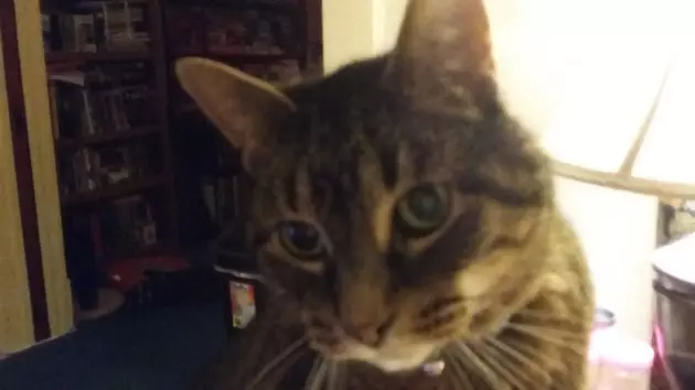 Washington The Cat Meows a Lot, So I Found Out Why [VIDEO]