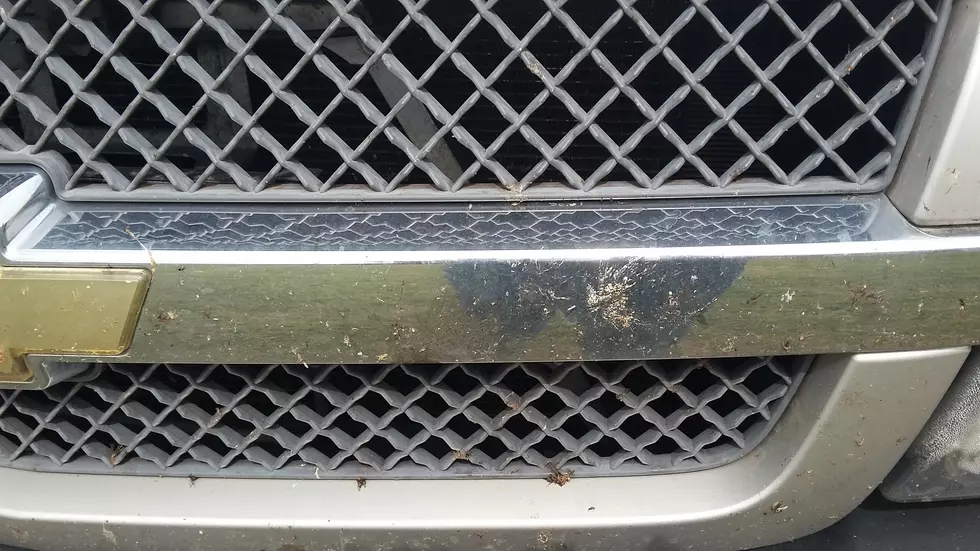 Bugs On Your Car This Fall – What Do You Do?