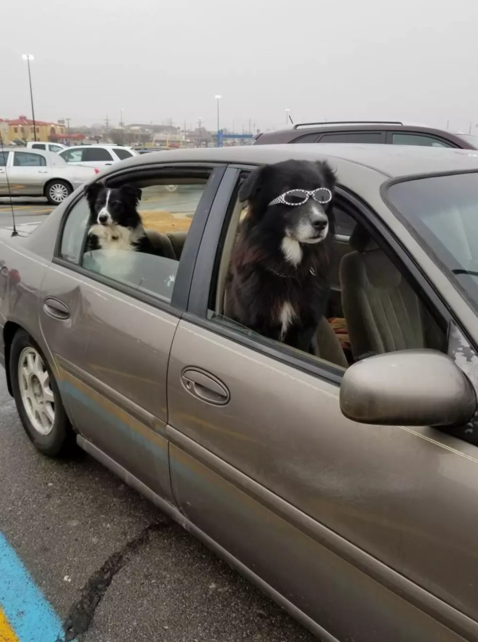 These Dogs Are The Coolest Sedalians Ever