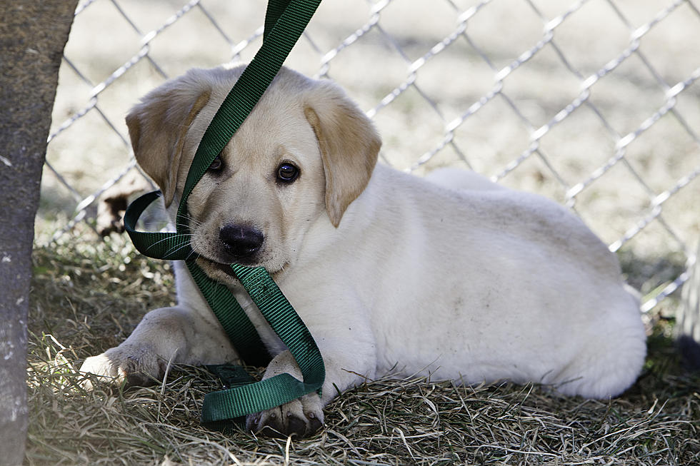 SFCC’s Golden Gala to Include Auction of Gold Jewelry…and a Puppy!