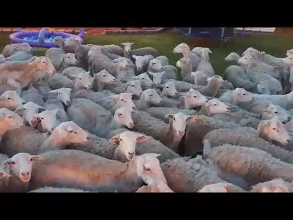 Your Tuesday Could Be Worse, You Could Have 200 Sheep In Your Backyard