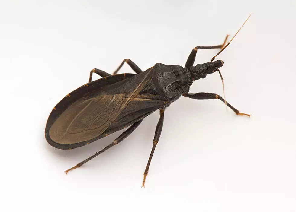 Is The “Kissing Bug” Something To Worry About?  The CDC Says Yes