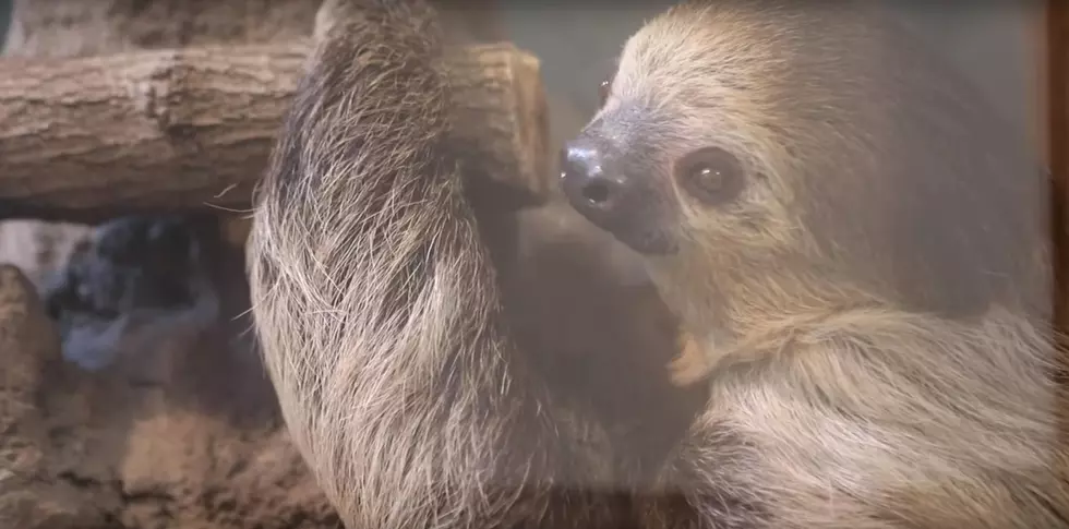 There&#8217;s Been A Sloth At The KC Zoo For A Year And I Didn&#8217;t Know