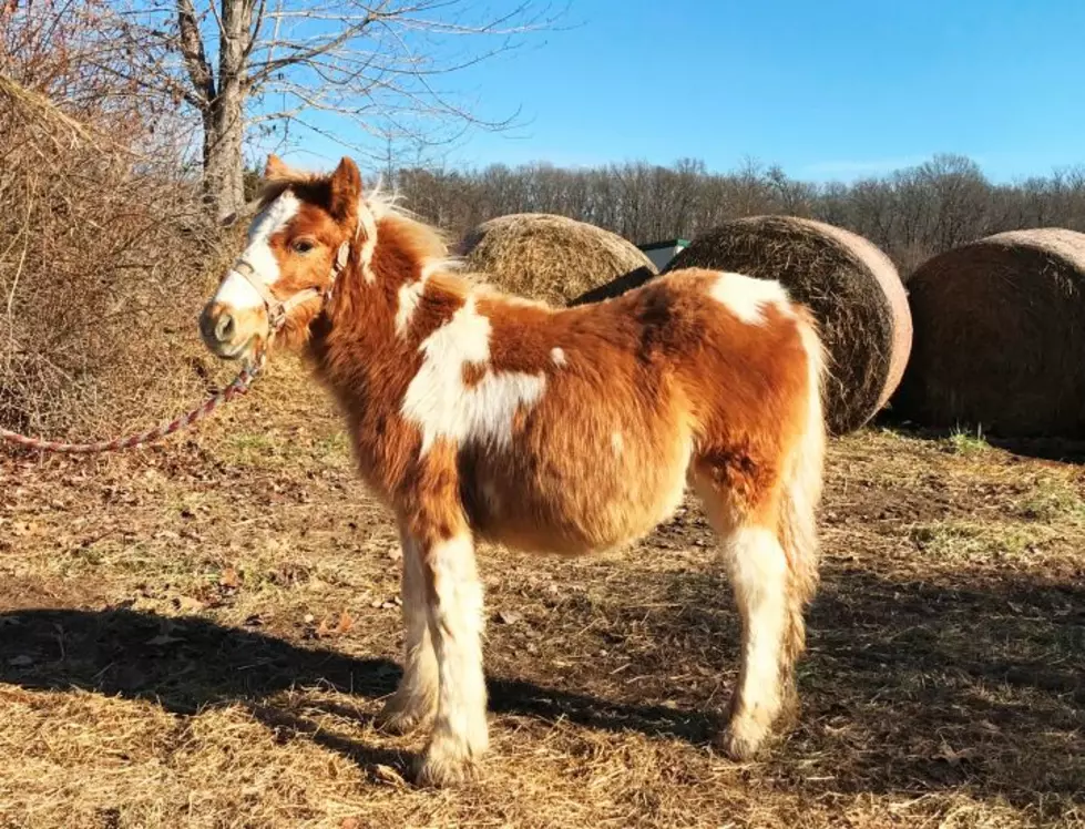 A Gypsy Haflinger Horse In Eldon Can Be Yours, If Your Heart Doesn’t Combust First