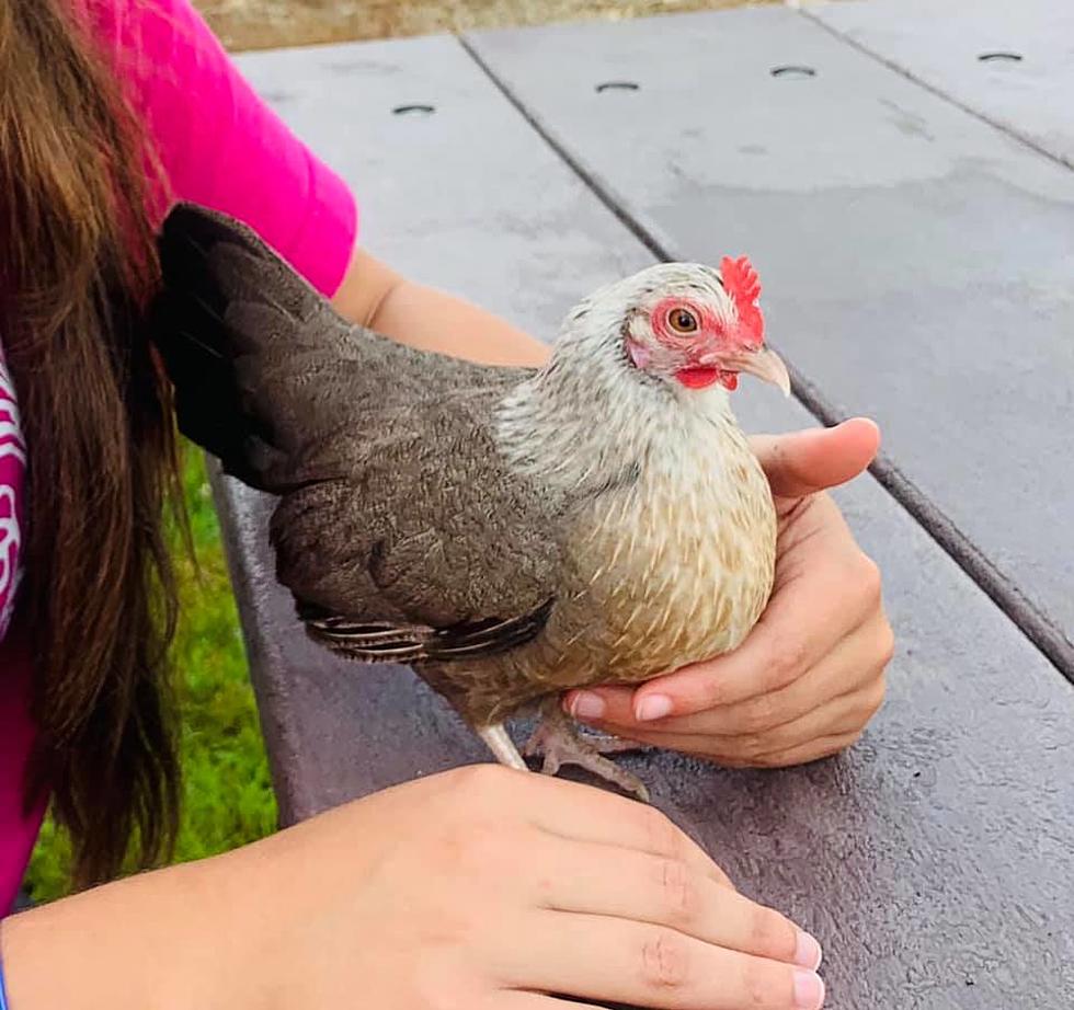 The Mystery of Snappy The Chicken Has Finally Been Solved (Almost)