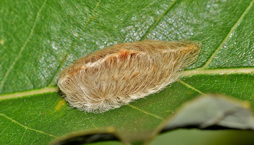 This Is One Fuzzy Caterpillar You Don't Want to Touch