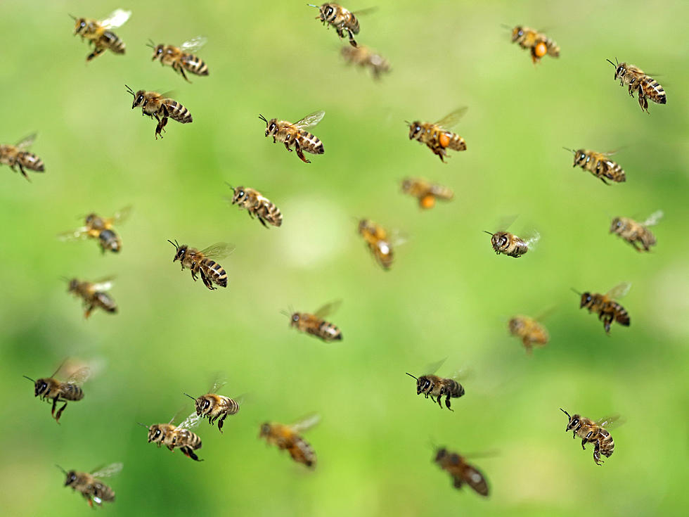 We Had a Huge Run In With A Ton Of Bees (And You Can, Too!)