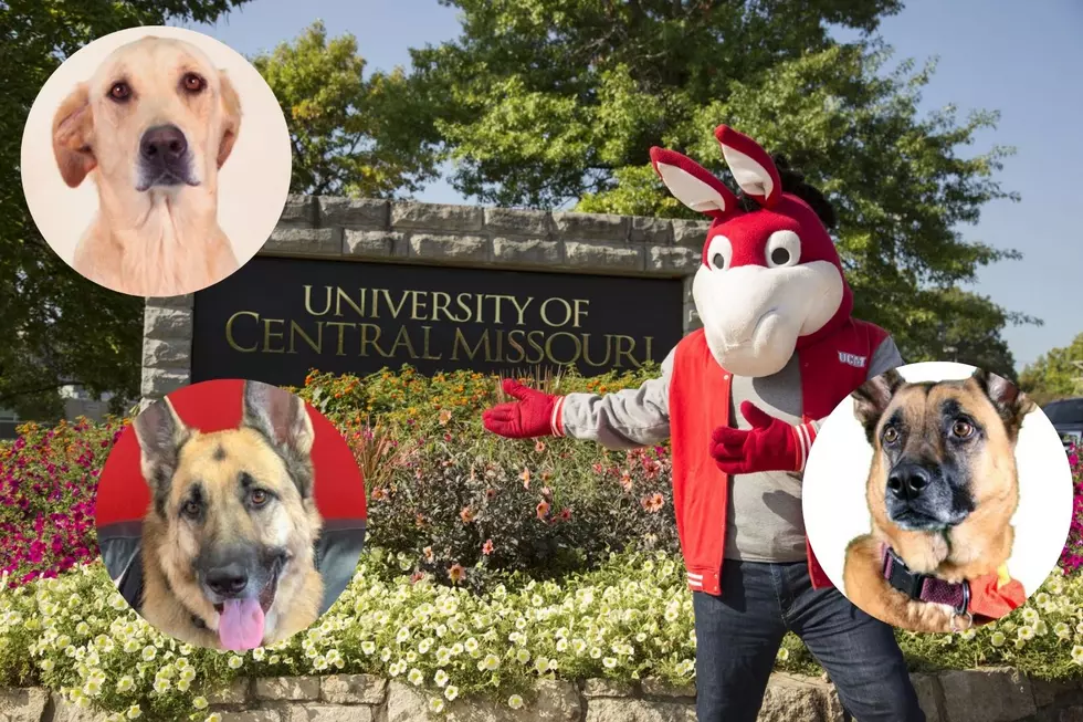 It's Wooftastic! Meet The Mules and Jennies Canine Athletic Staff