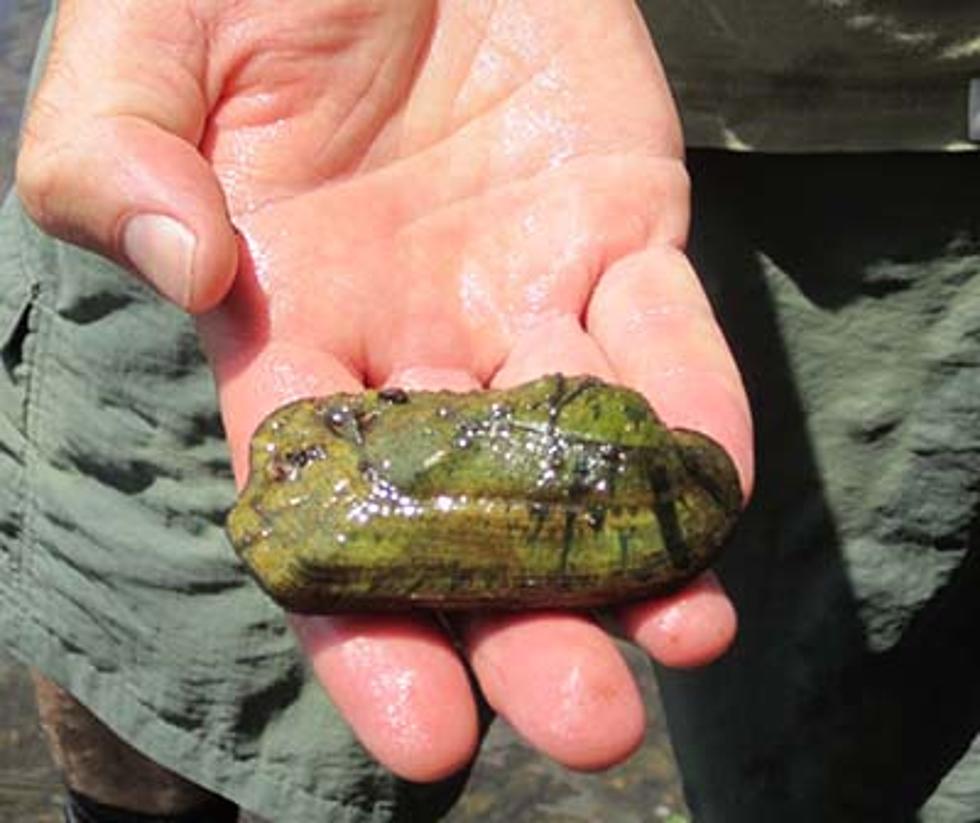 Two Mussels Found in Missouri to be Named Endangered