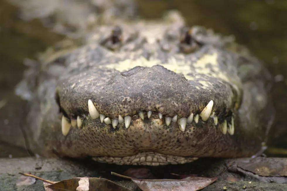 800-Pound Alligator Found at Houston-Area Shopping Center