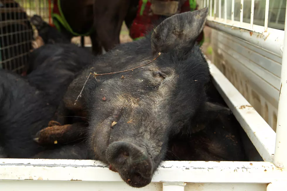 Big Southeast Missouri Landowner to Ban Feral Hog Hunting