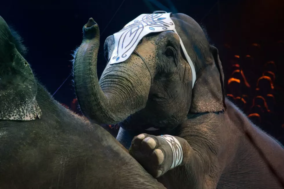 Circus Fined in Animal Welfare Violation Case
