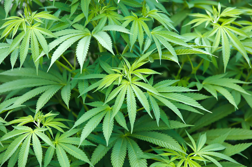 Recreational Marijuana Petition Passes Signature Requirement
