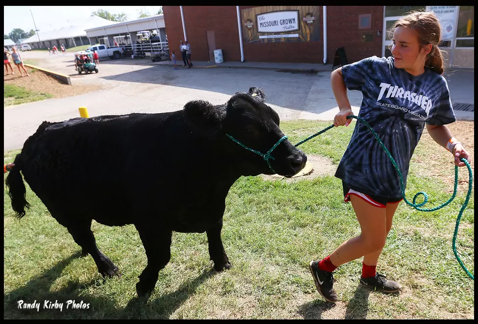 Cattle Barn Pilot Project Implemented for 2020 Missouri State Fair