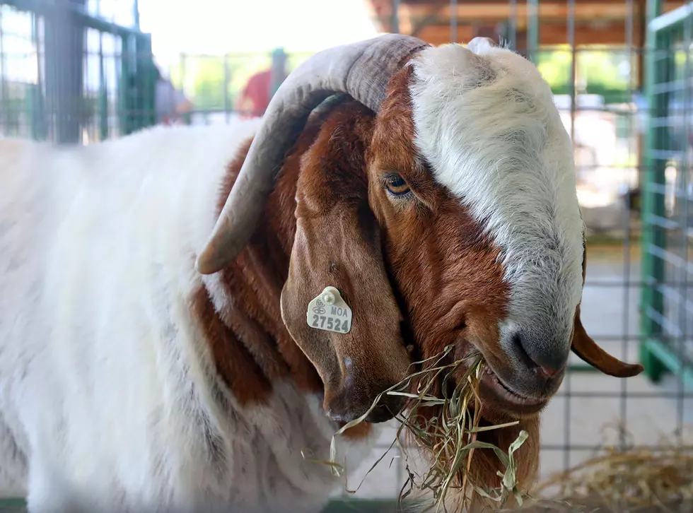 Show Goats Featured at 2020 Missouri State Fair