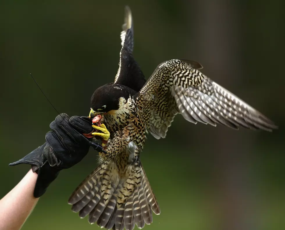 Peregrine Falcons May No Longer Be Endangered In Missouri