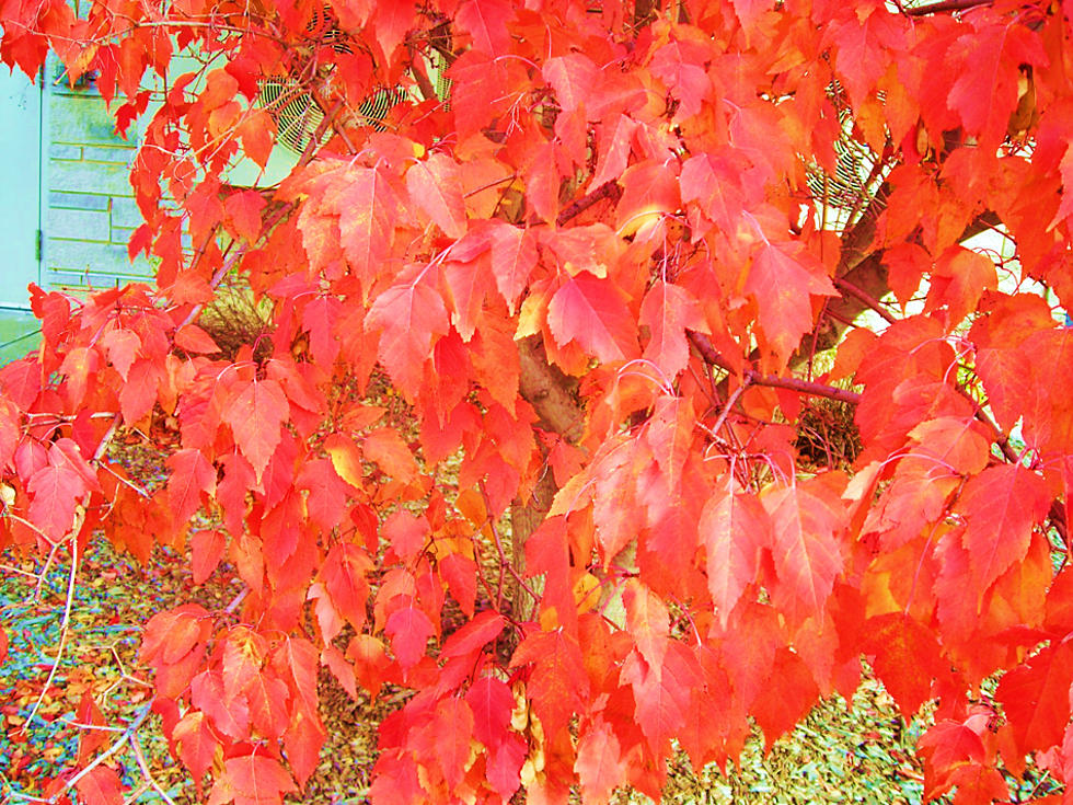 Missouri’s Fall Foliage Color Show Begins Soon