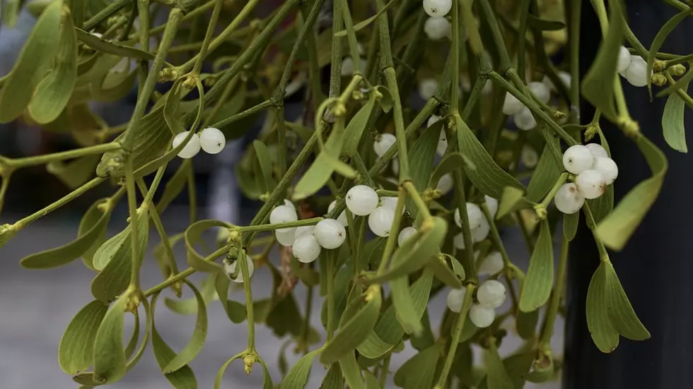 Mistletoe: Menacing Plant With An Intriguing Past