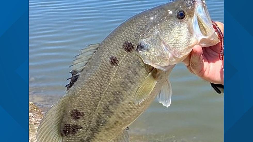Are they Safe? Blotchy Bass Reported in San Angelo Waterways