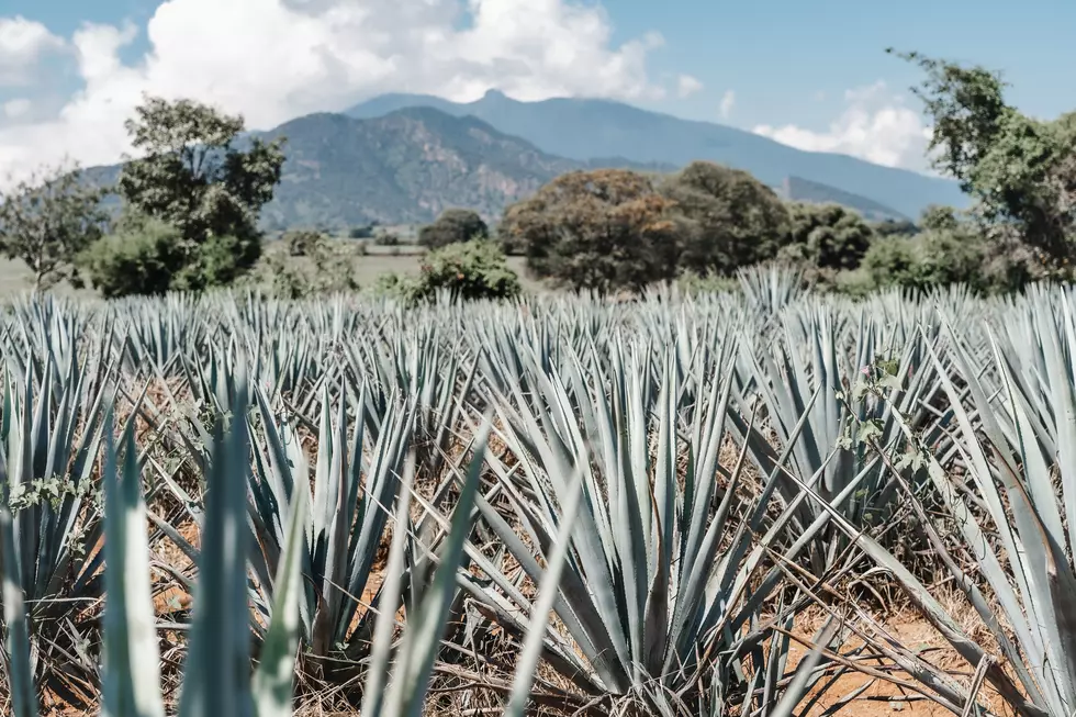 San Angelo’s Most Expensive Tequila No Match for World’s Most Expensive