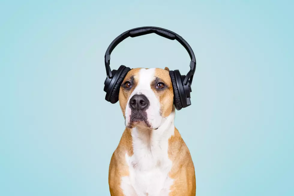 Now, There&#8217;s a Spotify Playlist For Your Dog In The Car