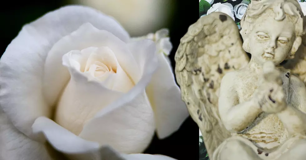 Finding Comfort For Profound Loss in Shannon’s White Rose Garden