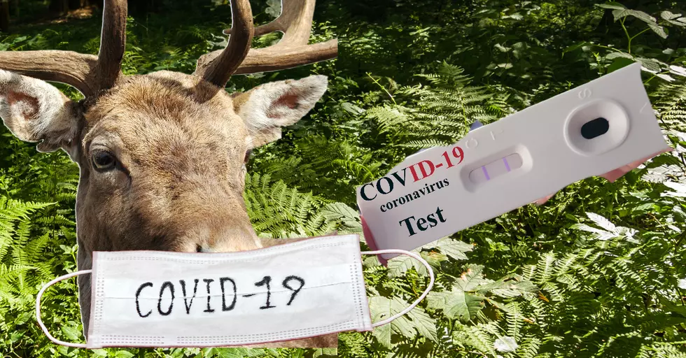 Can you Catch Covid From A Deer in Texas?