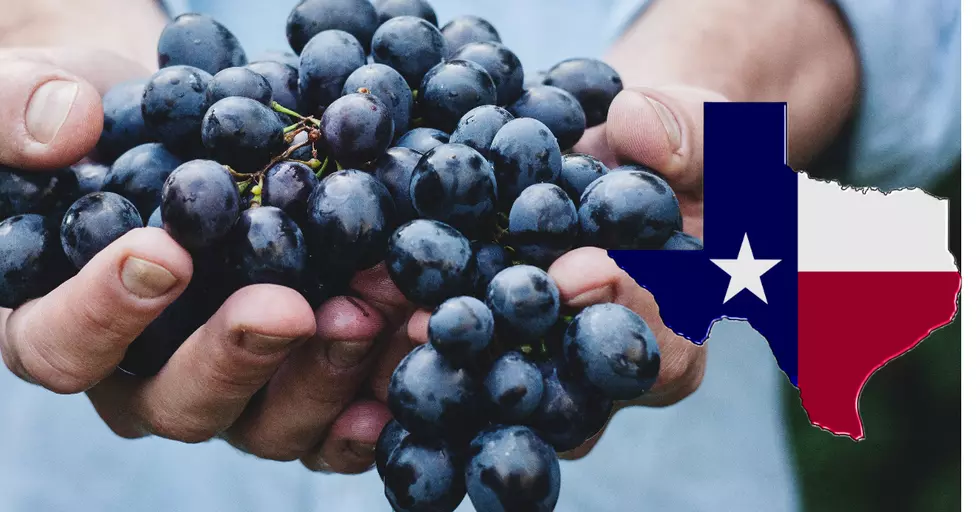 San Angelo Area Wineries Gain Respect Nationwide