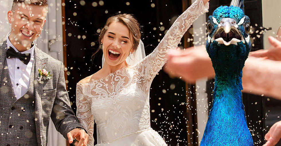 Can You Legally Toss Rice At Texas Weddings?