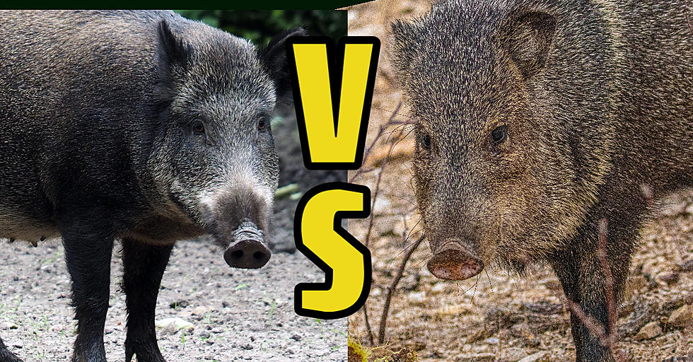 Are Wild Hogs and Javelinas Invading San Angelo?