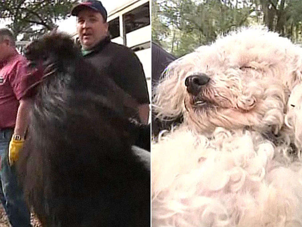 Hero Rooster and Poodle Save Family From Fire [VIDEO]