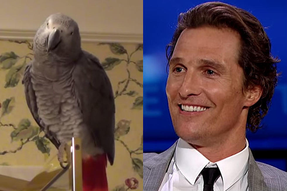 Parrot Mimics McConaughey's 'Alright Alright Alright' Perfectly