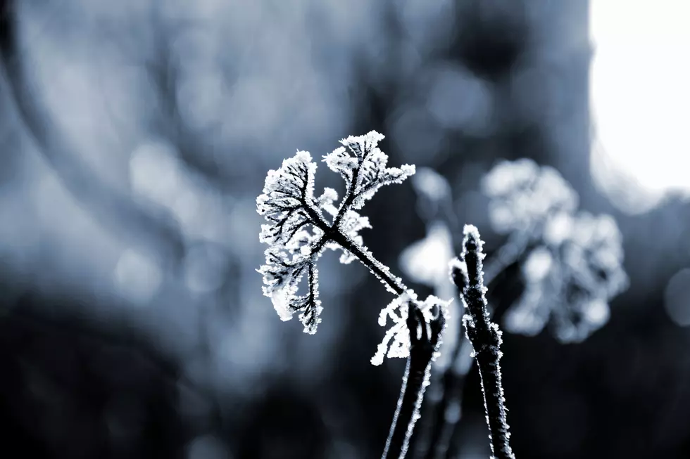 As Freezing Temps Come – Protect Your Plants