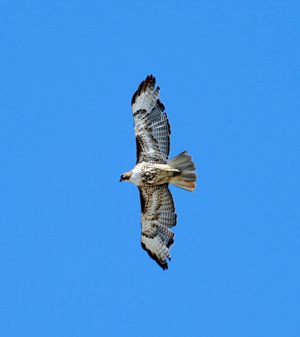 Two Hawks Released Back Into The Wild