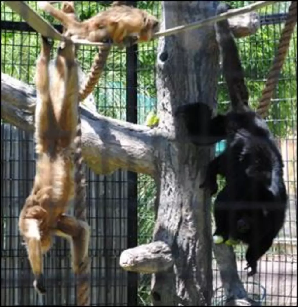 Abilene Zoo Features Howler Monkees