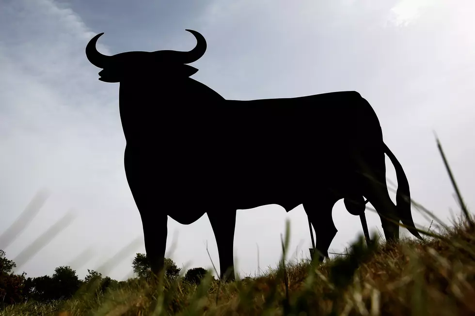 Bull Causes Headaches For Police
