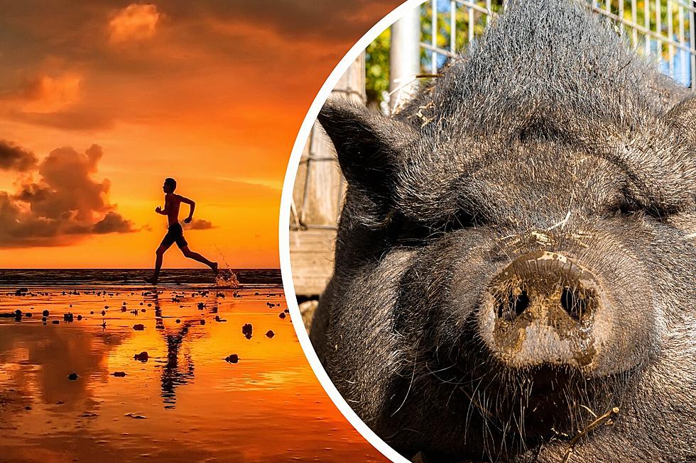 Pig to Greet Texas Police Officer at Finish of Grueling Run