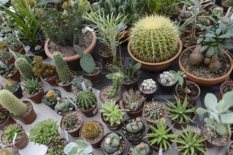 Gardening Seminar Saturday Features Info On Cactus