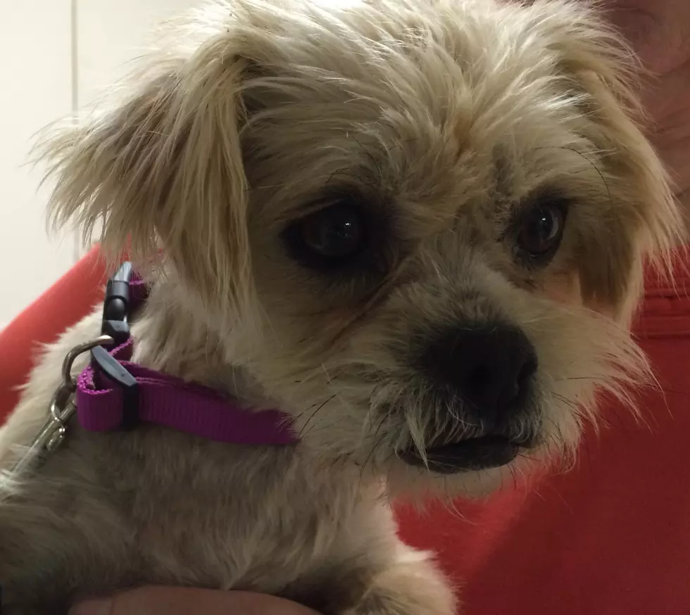 Pet of the Week – Dolly
