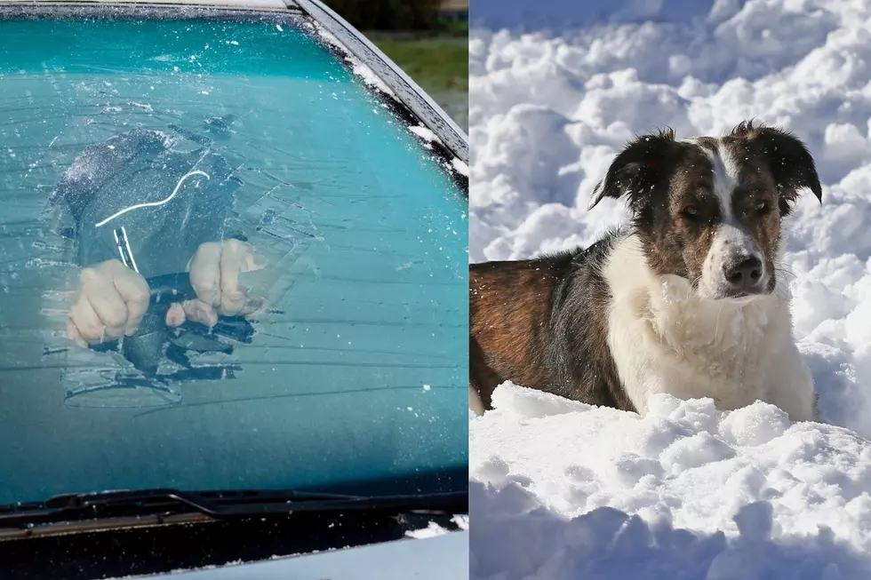 Frigid Temperature Advice: Car Defrosting and Pet Care