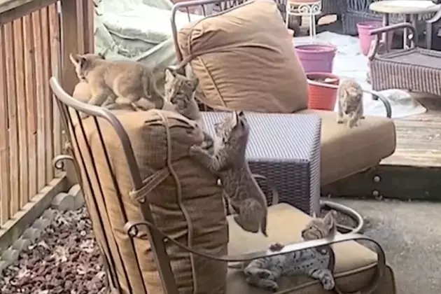 Bobcat Family Moves into Texas Couple’s Backyard