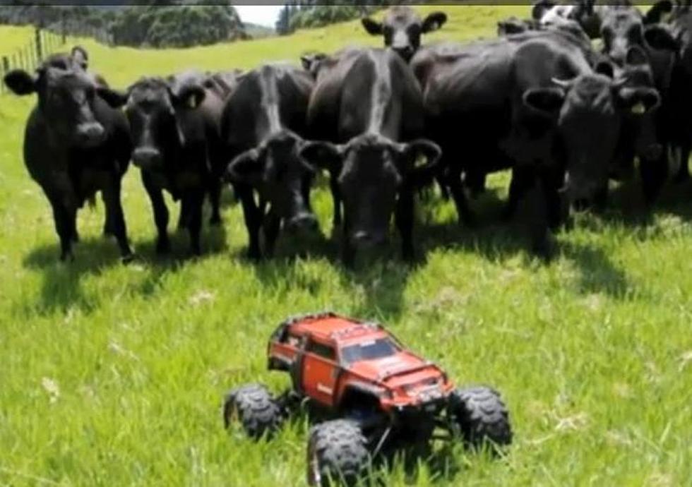 Do Cows Chase Cars? [VIDEO]