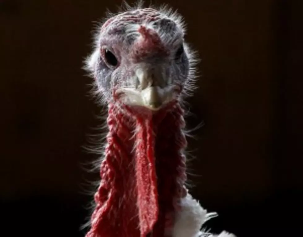 Just the Facts Please; the Turkey Facts!