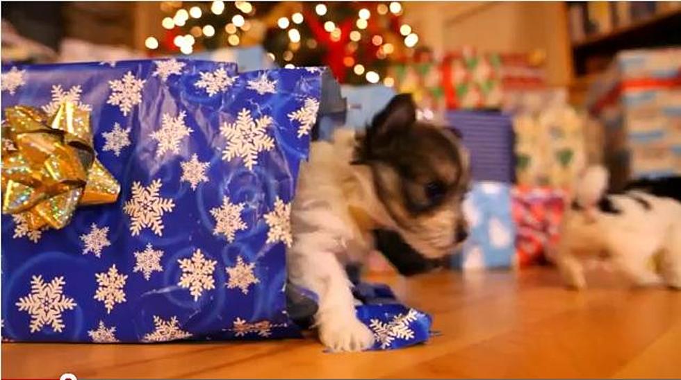 An Irresistible Puppy Christmas!