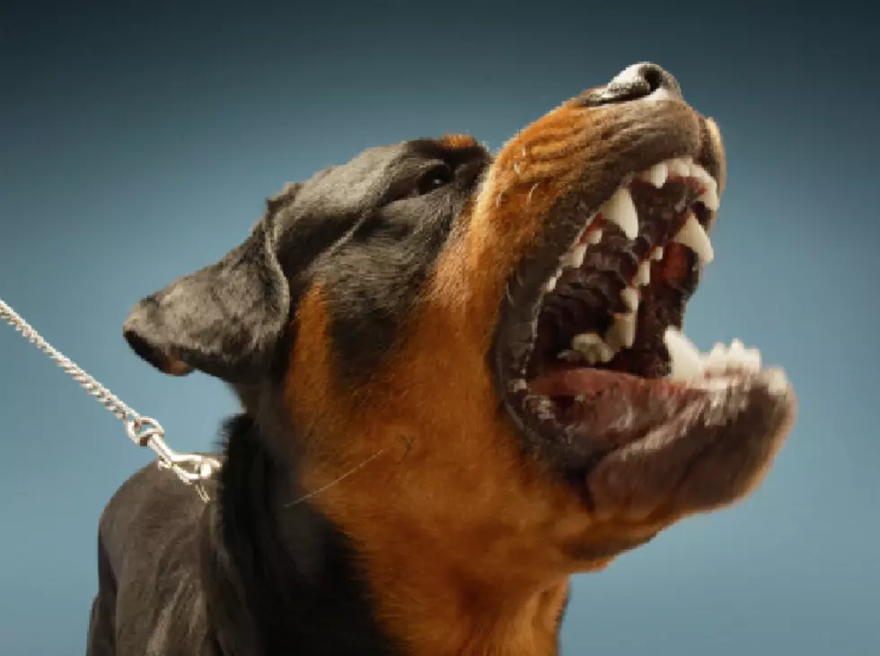 Denver Dog Bite Cases Triple During COVID-19