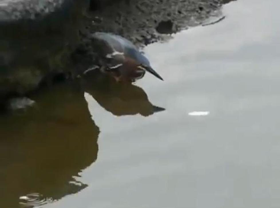Bird Goes Fishing With a Piece of Bread … And It Works! [VIDEO]
