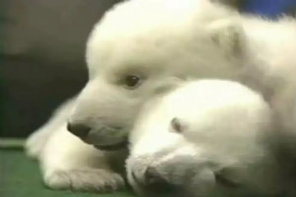 Remember the Polar Bears Klondike & Snow? – Snow Has Died [VIDEO]